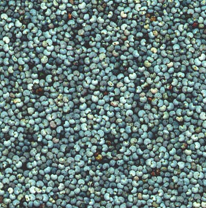 Amapola semillas