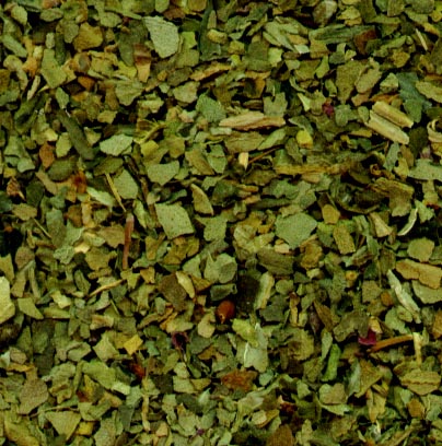 Albahaca