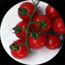 cherry5B834Fondo.jpg (13101 bytes)