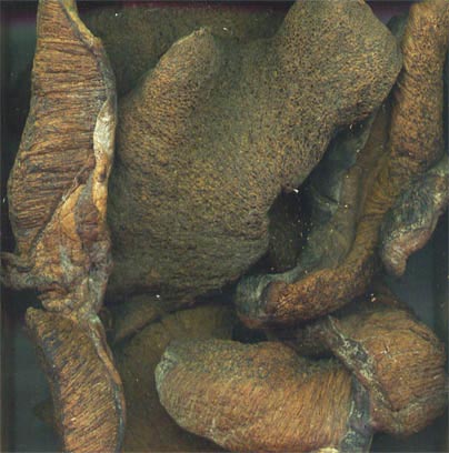 hongos-gig.jpg (37289 bytes)