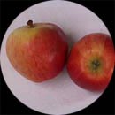 manzana5B834F.jpg (10664 bytes)