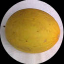 melon.jpg (3588 bytes)