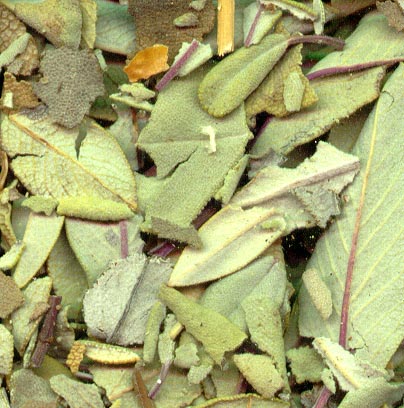 Salvia hojas